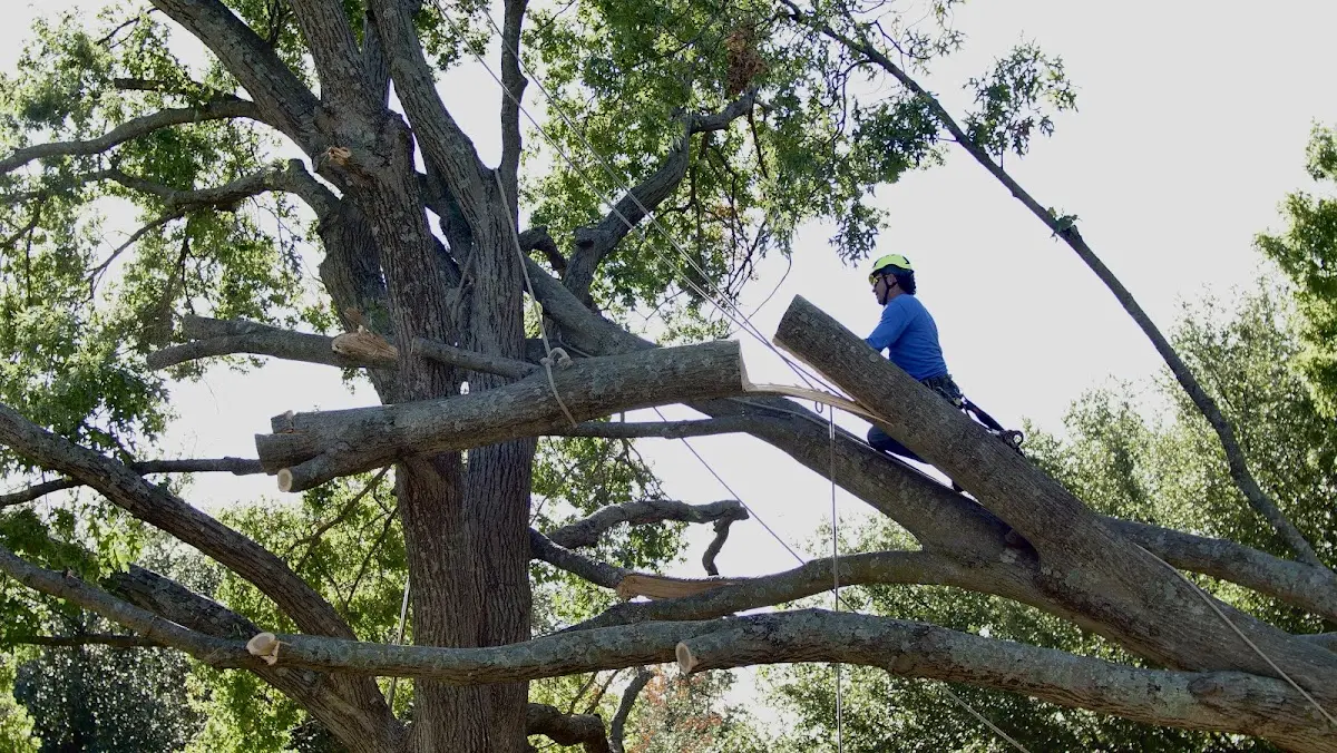 Professional Crown Thinning performed by certified arborists in Kearny