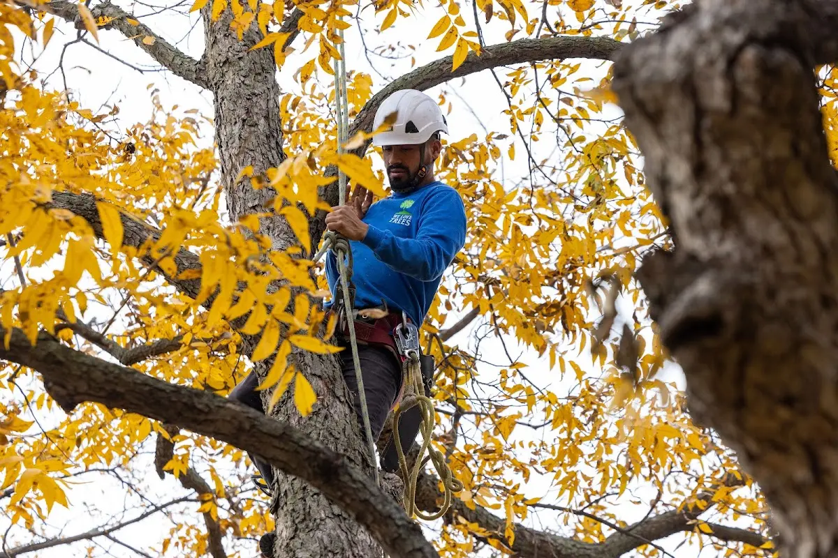 Skilled Tree Trimming crew working in Kearny